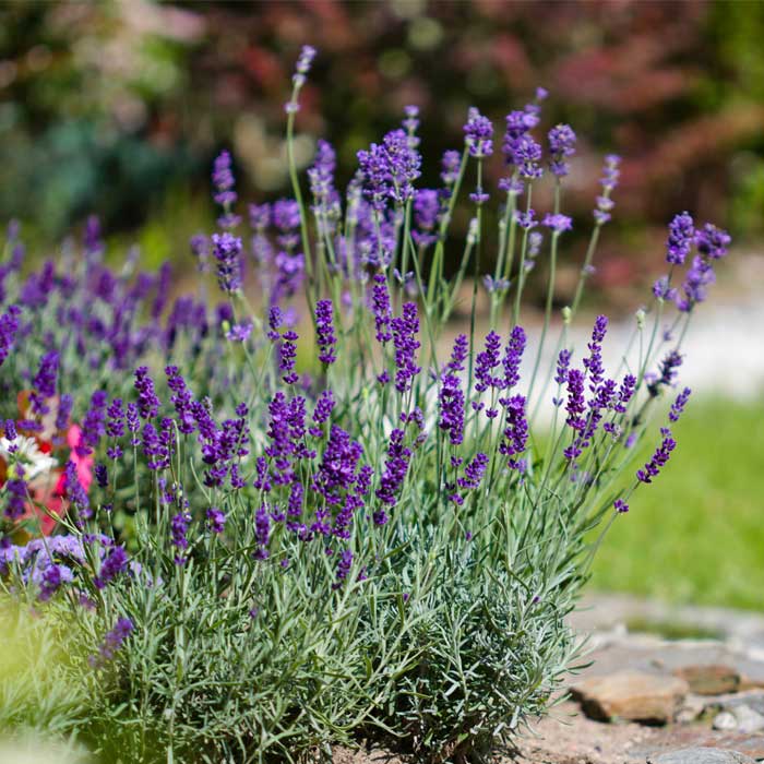 lavendel-kruid-ontspannend-natuurlijk-homeopathisch