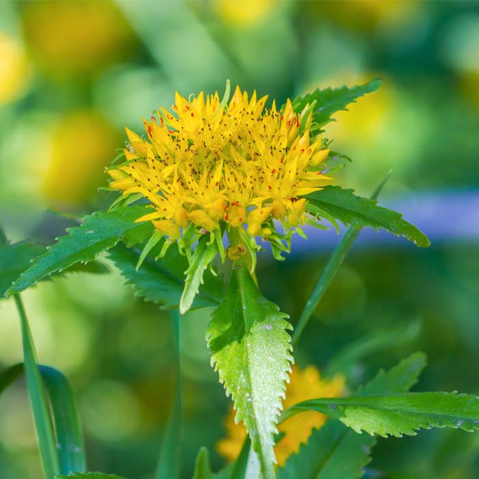 rhodiola-rosea-kruidenmiddel-stress-ontspanning