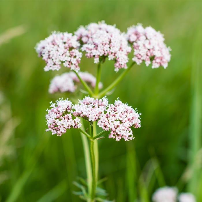 valeriaan-plant-kruidenmiddel-relax