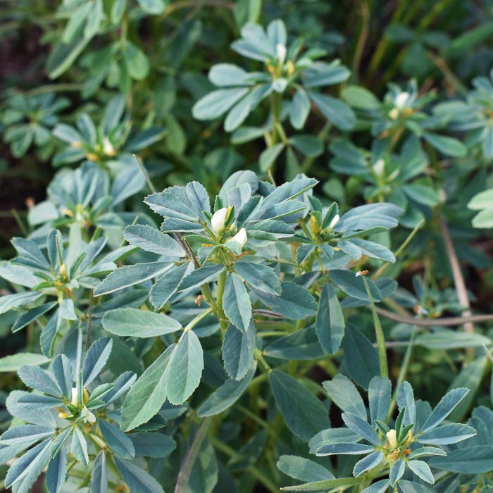 fenegriek-plant-kruidenmiddel-overgang