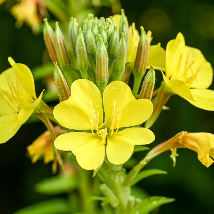 teunisbloem-plant-kruidenmiddel-overgang