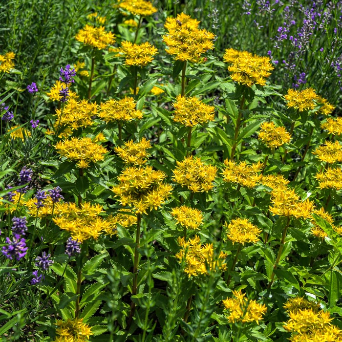 Rhodiola-plant-kruidenmiddel-overgang