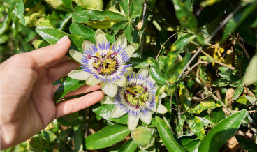 passiebloem-kruidenmiddel-rustgevend-natuurlijk-supplement